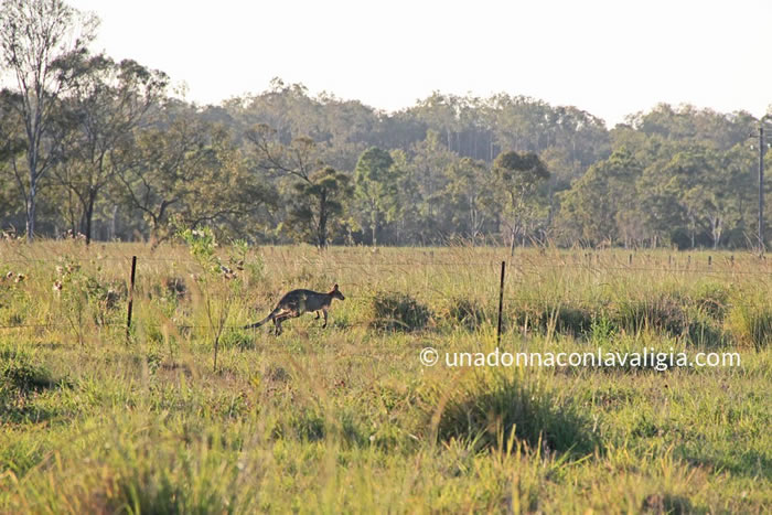 canguri australia