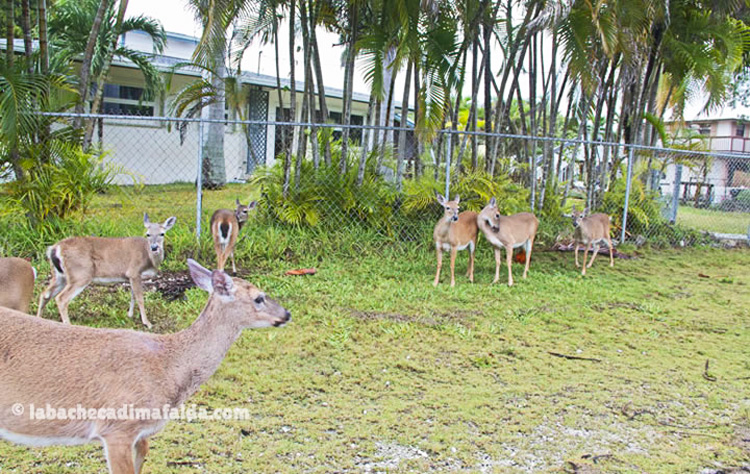 cervi florida deers