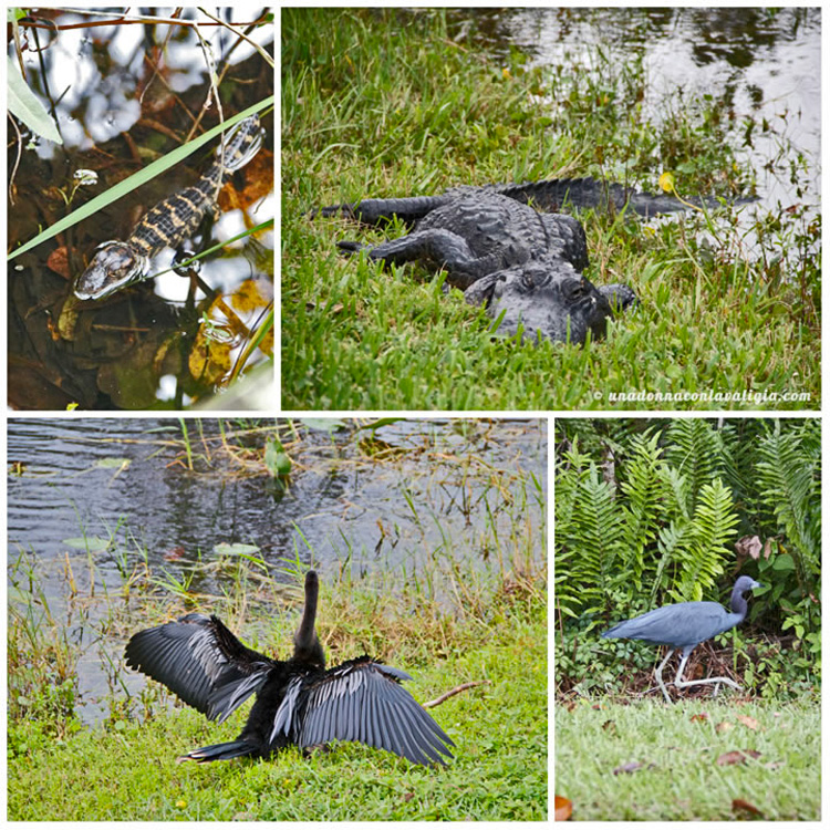 everglades alligatore animali