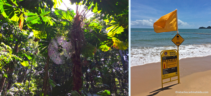 daintree fiume