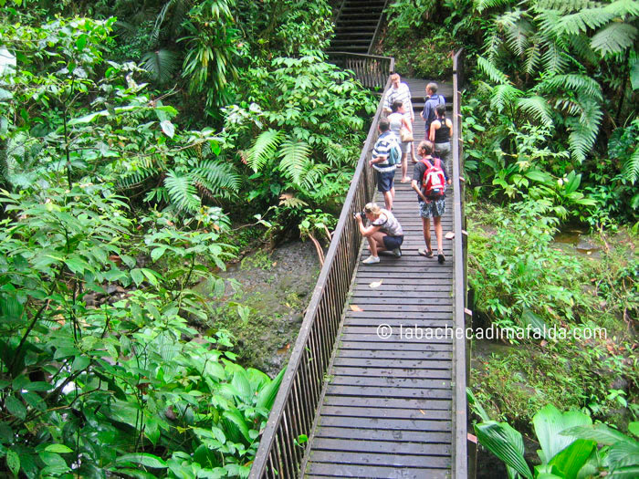 foresta tropicale guadalupa