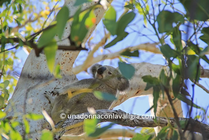 koala magnetic island