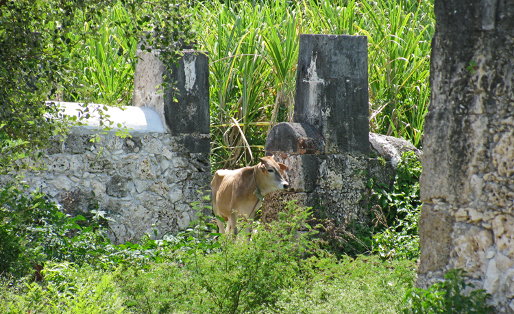 habitation roussel