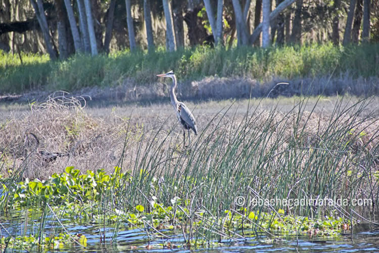 myakka river state park florida